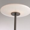 Paul Neuhaus PURE Vitrum Stehleuchte LED Braun, 2-flammig